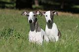 WHIPPET 090